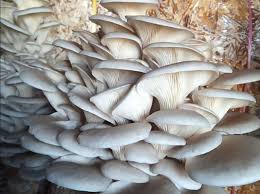 च्याउ(कन्य)